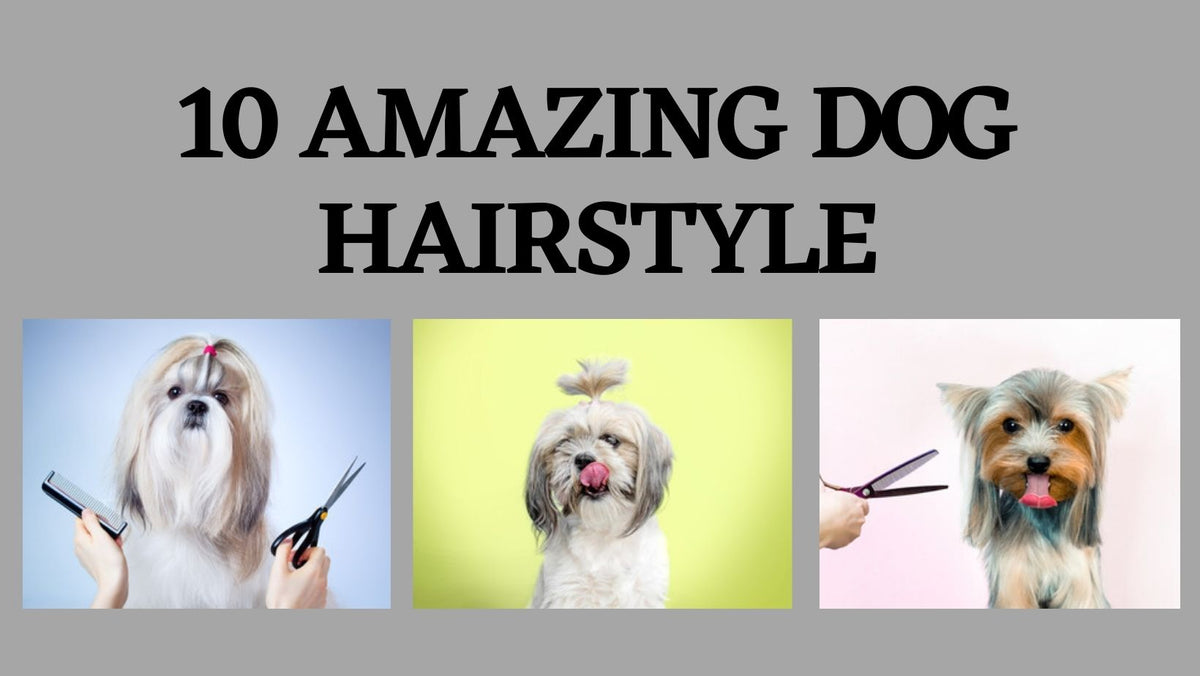 Types of hot sale dog hair
