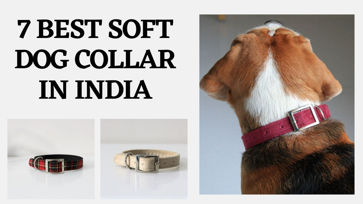 7 Best Soft Dog Collar In India Luxury Dog Collars FLB FourLeggedBabies