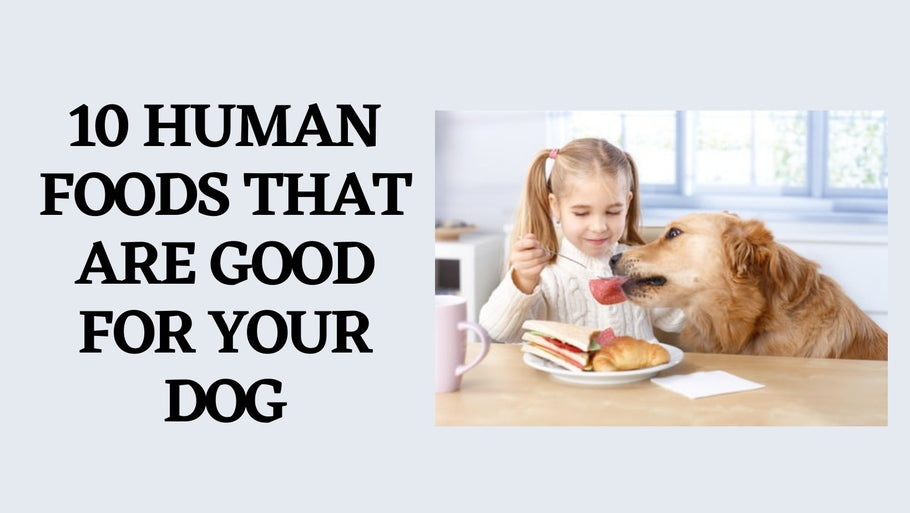 10 Human Foods That Are Good For Your Dog