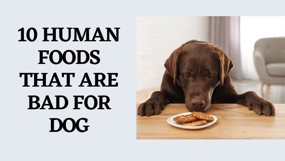 10 Human Foods That Are Bad For Dog