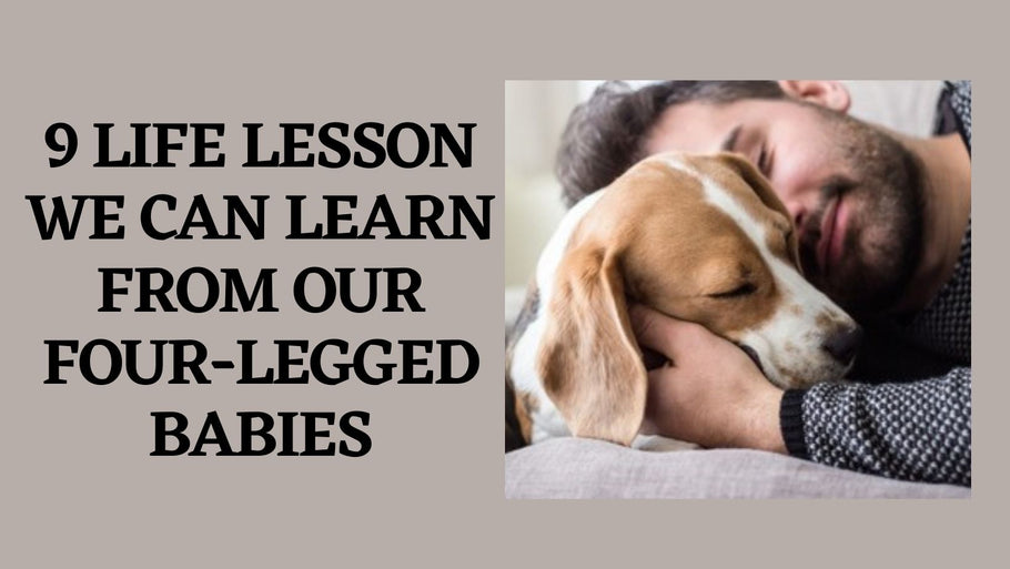 9 Life Lessons We Can Learn From Our Four-Legged Babies