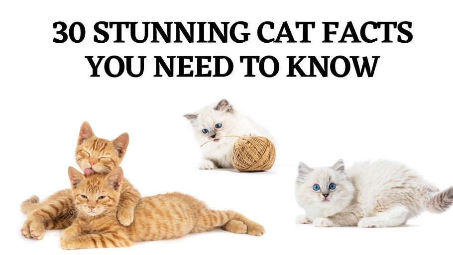30 Stunning Cat Facts You Need To Know