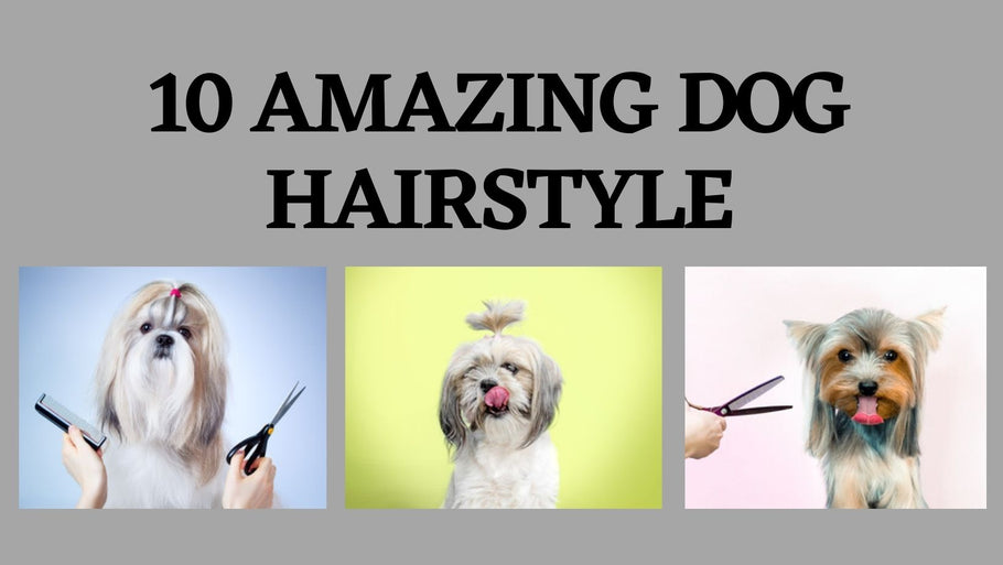 10 Amazing Dog Hairstyle