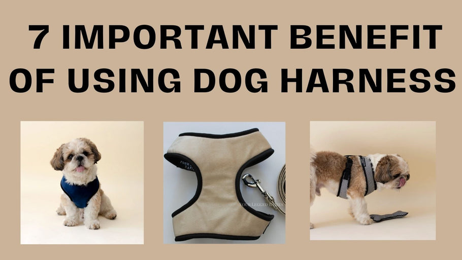 7 Important Benefit of Using Dog Harness