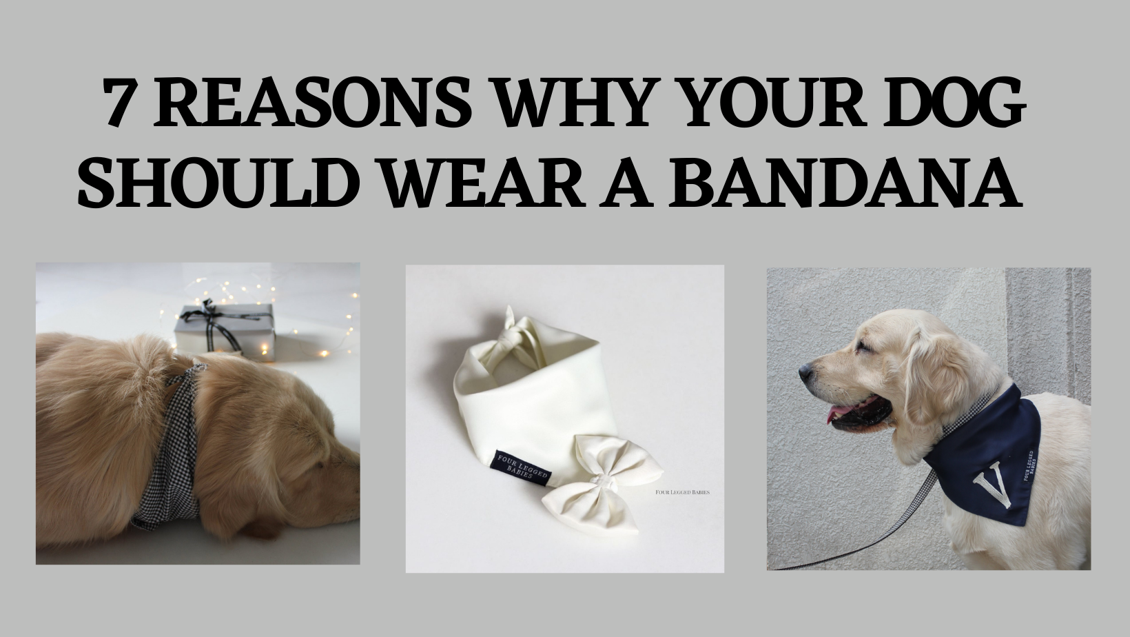 7 Reasons Why Your Dog Should Wear a Bandana FourLeggedBabies