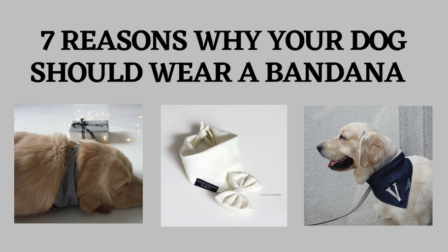 7 Reasons Why Your Dog Should Wear a Bandana