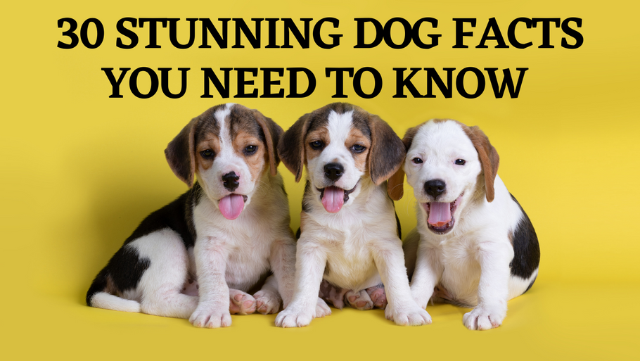 30 Stunning Dog Facts You Need To Know