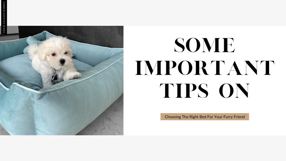 What To Look For When Buying a Dog Bed ( Our Cuddler )
