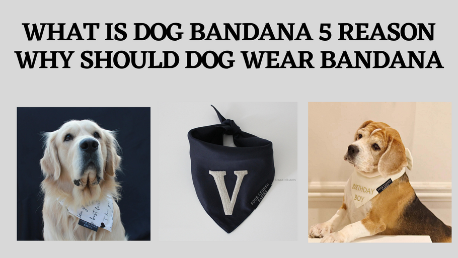 What is Dog Bandana 5 Reason Why Should Dog Wear Bandana