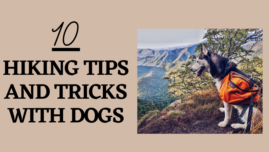 10 Hiking Tips And Tricks With Dogs