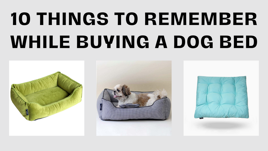 10 Things To Remember While Buying A Dog Bed