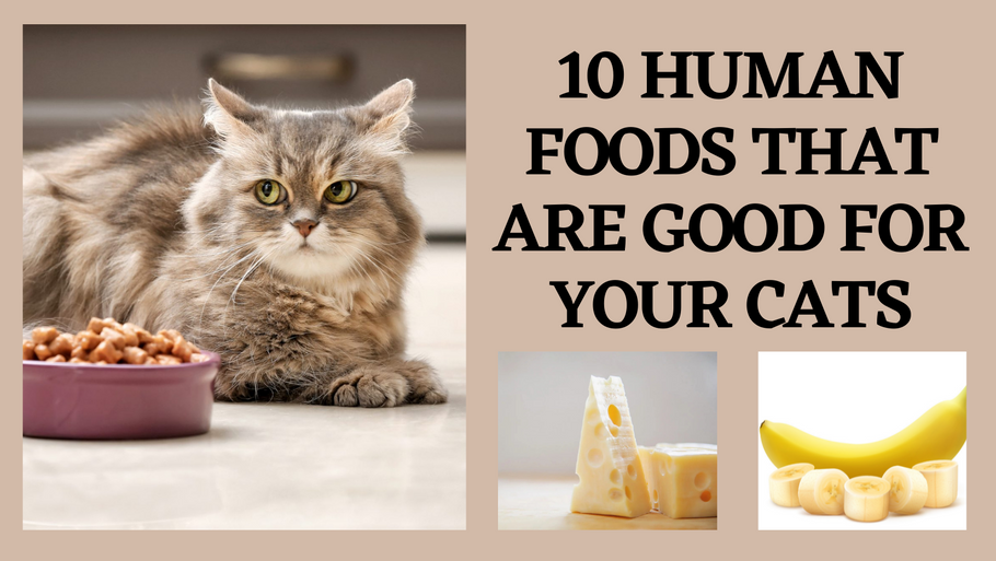 10 Human foods that are good for your cats