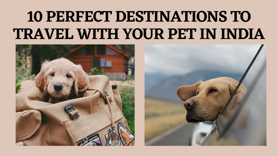 10 Perfect Destinations to Travel with Your Pet in India