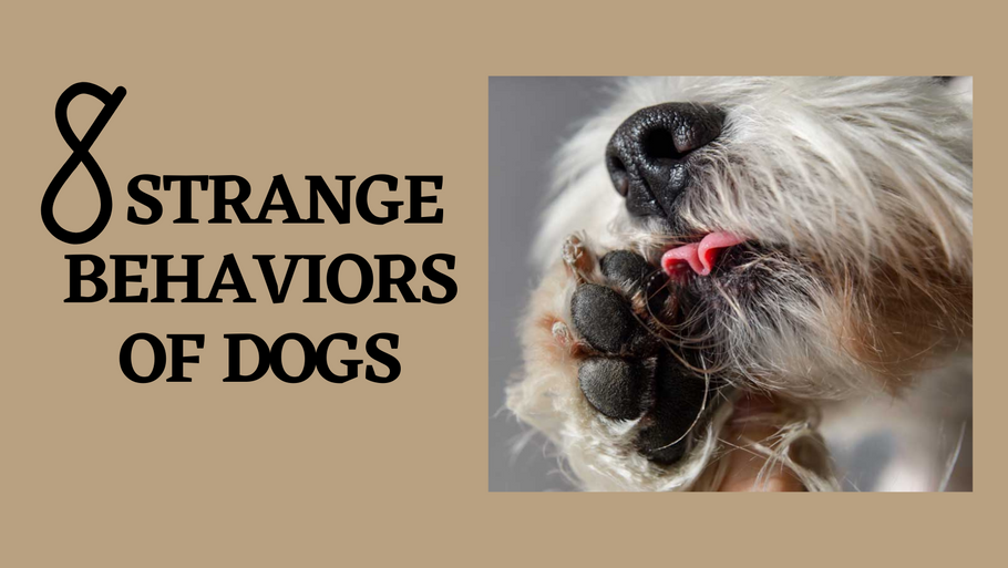 8 Strange Behaviors Of Dogs