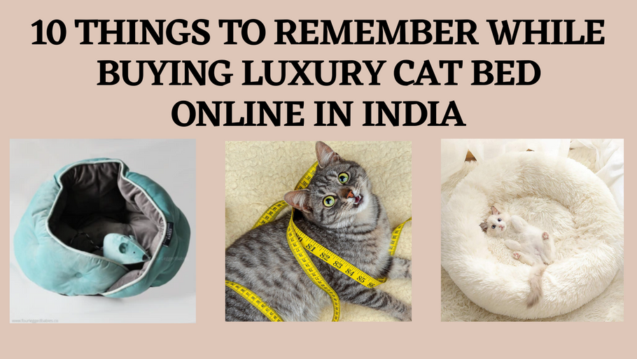 10 Things to Remember While Buying Luxury Cat Bed Online in India
