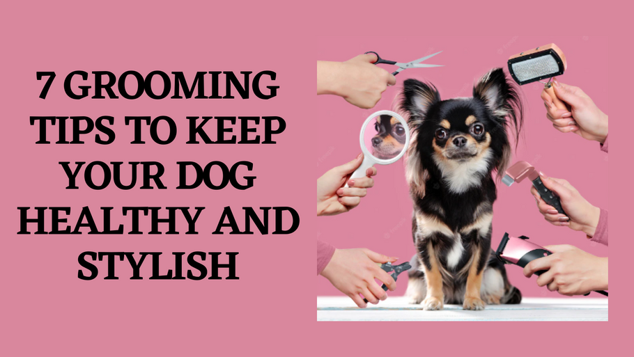 7 Grooming Tips To Keep Your Dog Healthy And Stylish