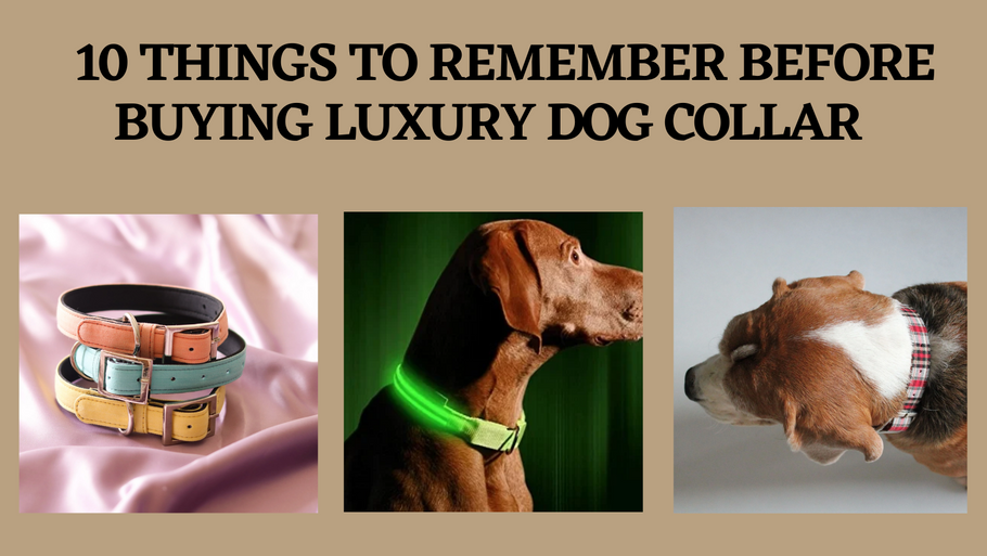 10 Things To Remember Before Buying Luxury Dog Collar