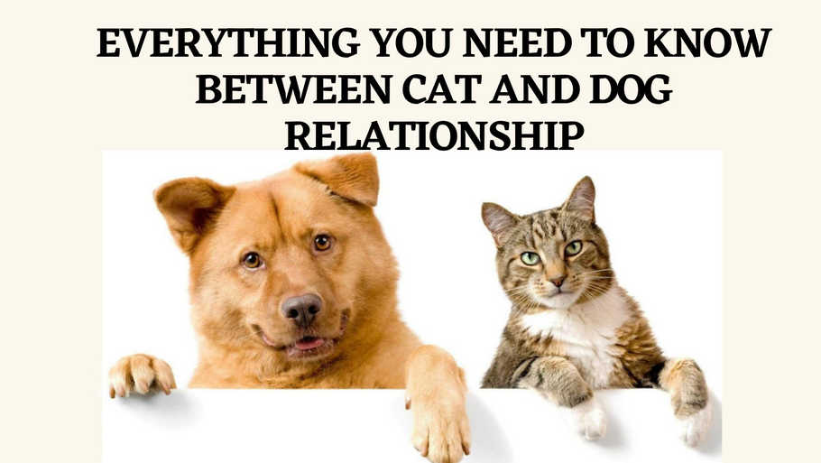Everything You Need To Know Between Cat And Dog Relationship
