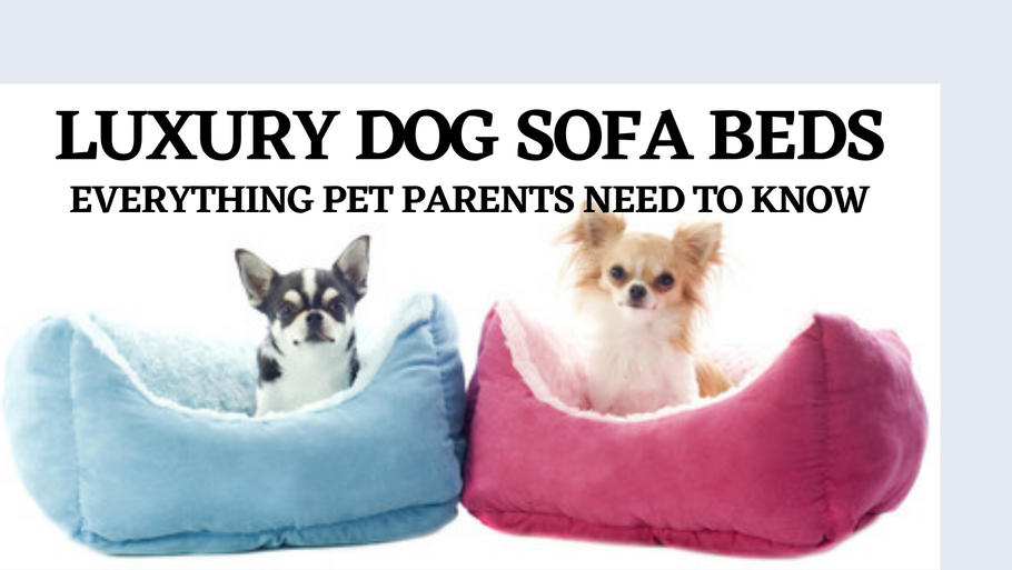Luxury Dog Sofa Beds-Everything Pet Parents Need To Know