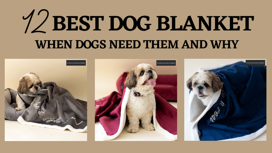 12 Best Dog Blanket: When Dogs Need Them and Why