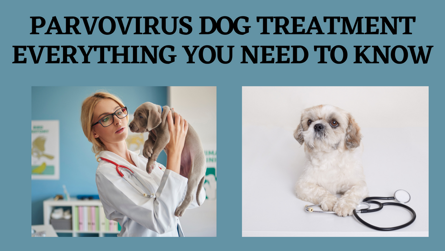 Parvovirus Dog Treatment Everything You Need To Know