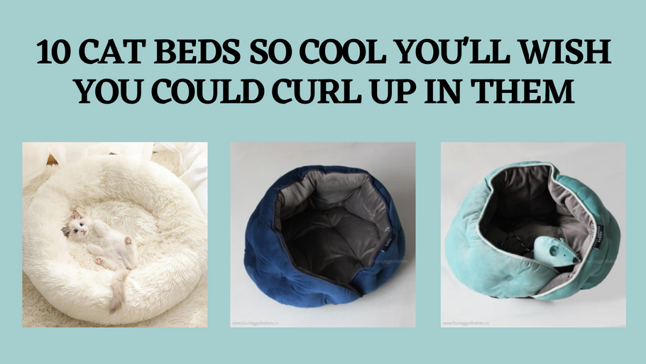 10 Cat Beds So Cool You'll Wish You Could Curl Up in Them