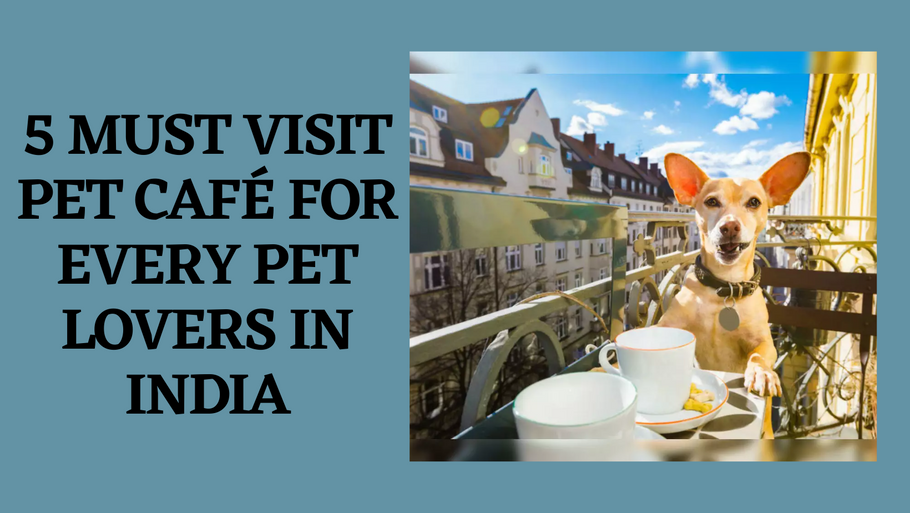 5 Must Visit Pet Café for Every Pet Lovers in India
