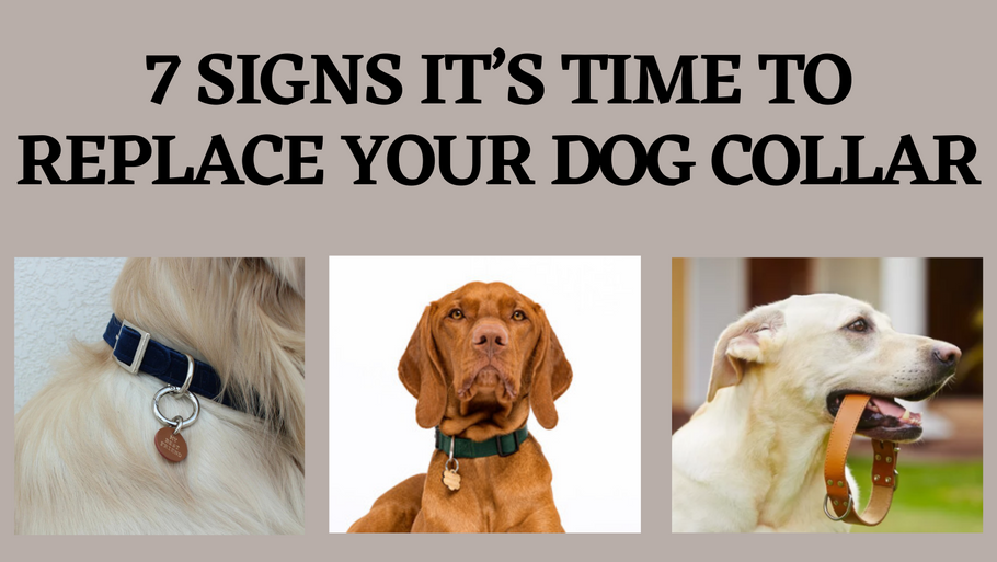 7 Signs It’s Time to Replace Your Dog Collar