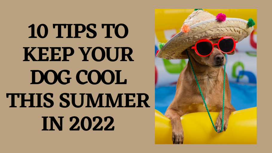 10 Tips To Keep Your Dog Cool This Summer In 2022