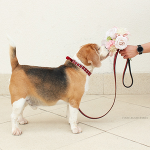 dog wearing black and red collar and leash set and smelling flower