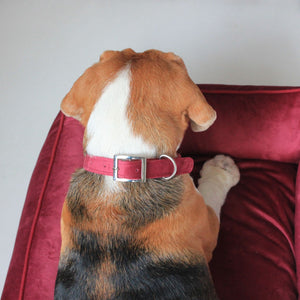 Crimson Velvet Luxurious Collar