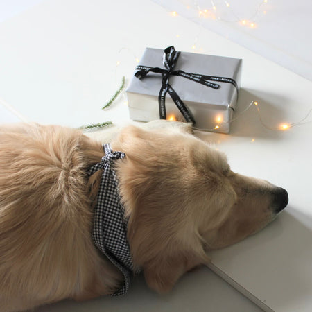 slepping dog wearing Classic Gingham Collar & Bandana set