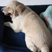 Load image into Gallery viewer, dog siiting on cuddler and bone pillow