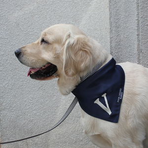 Dog wearing Midnight letter bandana and leash