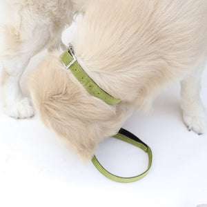 Emerald collar & leash