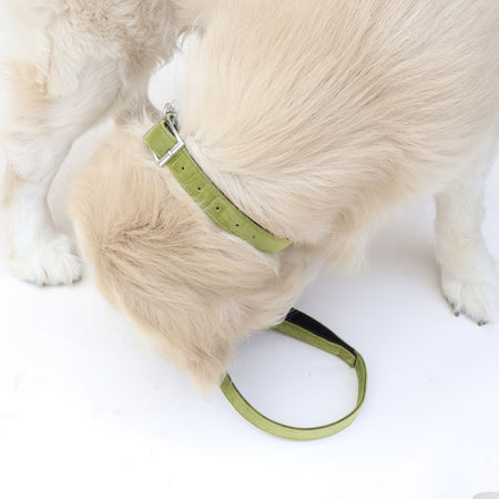 Emerald collar & leash