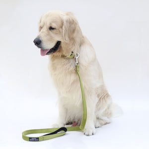 Emerald collar & leash