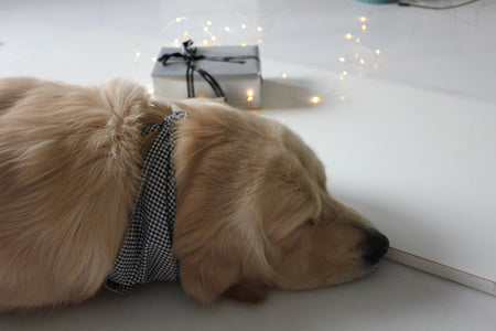 Dog slepping wearing a Gingham Bandana 