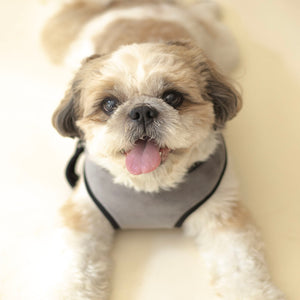 Chivalrous Luxurious Grey Dog Harness