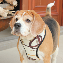 Load image into Gallery viewer, Dog wearing Golden Muse Harness