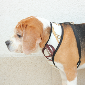 Dog wearing Golden Muse Harness