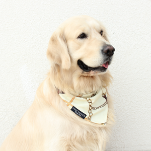 dog wearing Golden Muse Bandana 