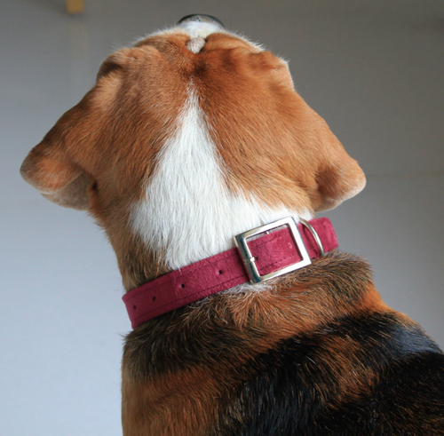 Buy Luxury Dog Collars Online - Made With Love In India – FourLeggedBabies