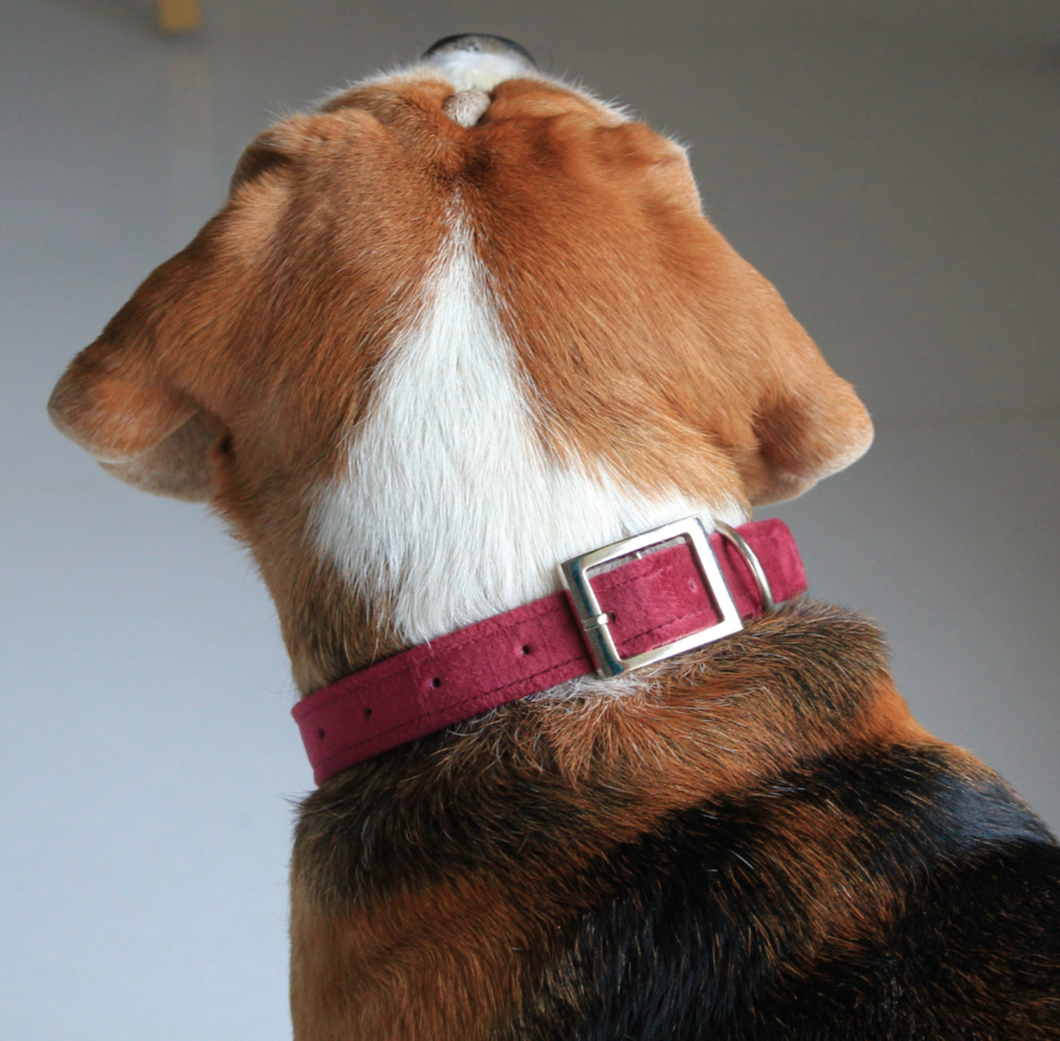 Dog wearing Crimson Velvet Collar