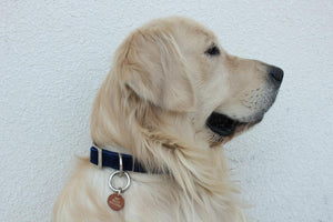 dog wearing best friend key chain from fourleggedbabies