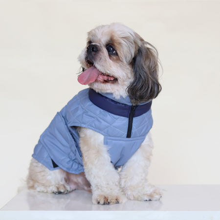 New Quilted Dog jacket Sky Blue
